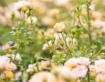Rosen im Garten – Infos über die wunderschönen Hingucker