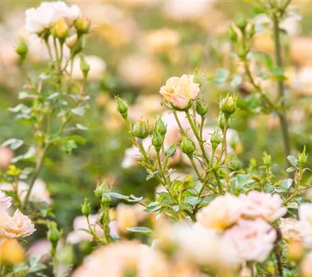Rosen im Garten – Infos über die wunderschönen Hingucker