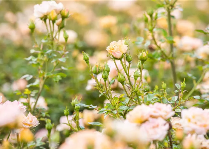 Rosen im Garten – Infos über die wunderschönen Hingucker