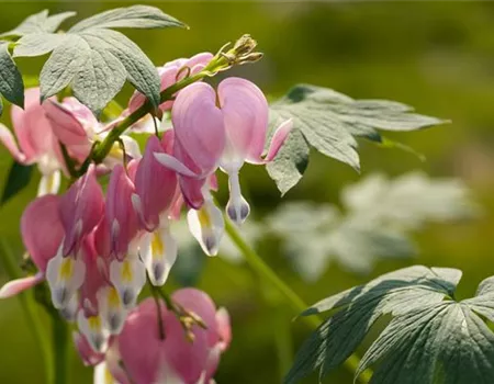 Balkonpflanzen und Beetpflanzen: Damit der Sommer blühend wird