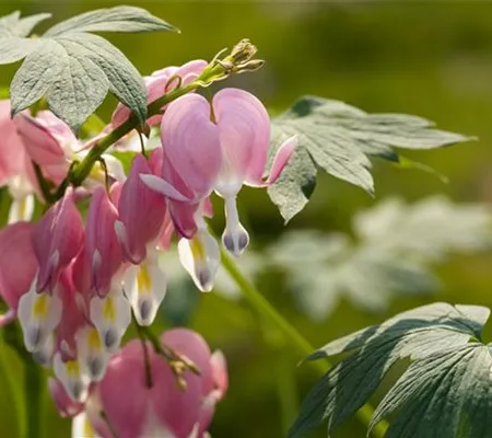 Balkonpflanzen und Beetpflanzen: Damit der Sommer blühend wird