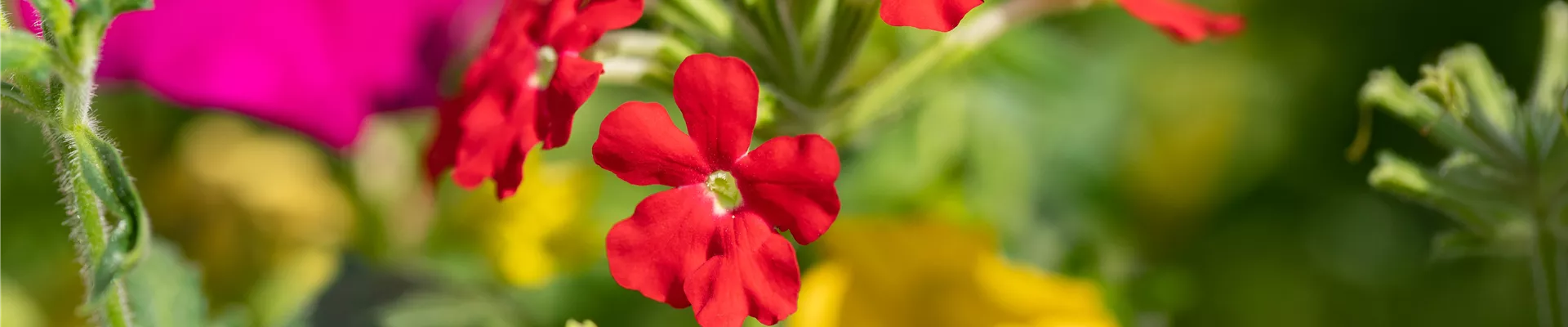 GS639340.jpg GS639340.jpg