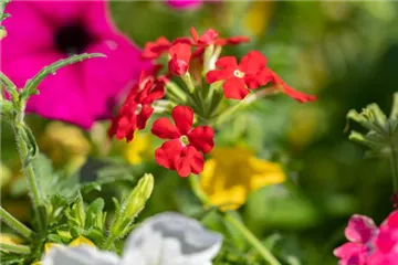 Beet und Balkon – Ein ganzes Jahr lang prächtige Pflanzen