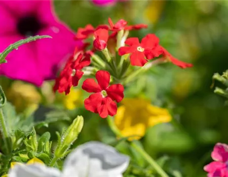 Beet und Balkon – Ein ganzes Jahr lang prächtige Pflanzen