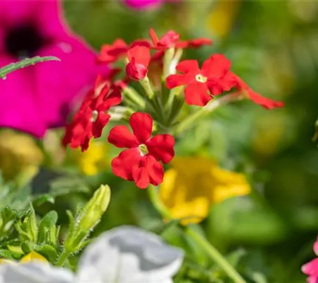 Beet und Balkon – Ein ganzes Jahr lang prächtige Pflanzen