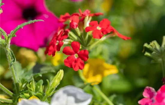 Beet und Balkon – Ein ganzes Jahr lang prächtige Pflanzen Beet und Balkon – Ein ganzes Jahr lang prächtige Pflanzen
