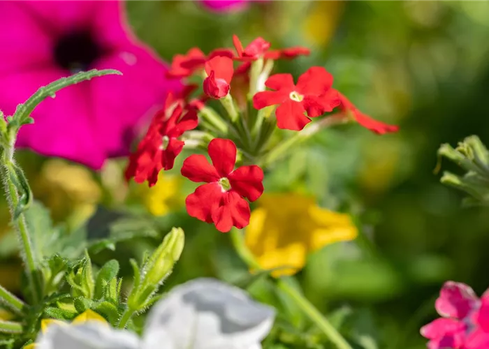 Beet und Balkon – Ein ganzes Jahr lang prächtige Pflanzen