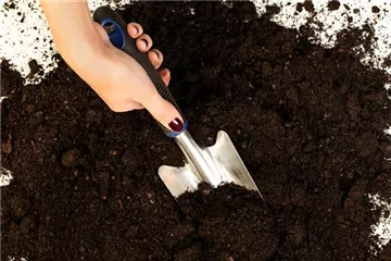 Erde für Pflanzen kaufen – ein kleiner Wegweiser durch den Dschungel