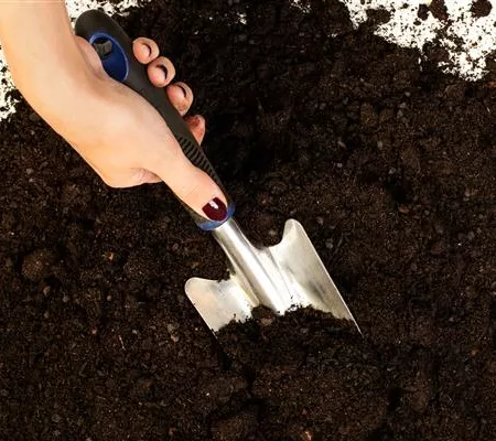 Erde für Pflanzen kaufen – ein kleiner Wegweiser durch den Dschungel