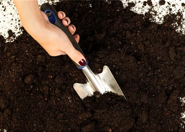 Erde für Pflanzen kaufen – ein kleiner Wegweiser durch den Dschungel