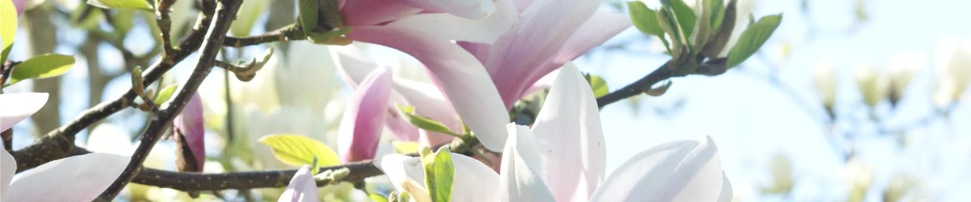 GS652592.jpg GS652592.jpg