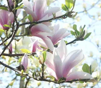 Frühblühende Gehölze: Besondere und pflegeleichte Pflanzen Frühblühende Gehölze: Besondere und pflegeleichte Pflanzen