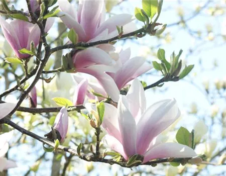 Frühblühende Gehölze: Besondere und pflegeleichte Pflanzen