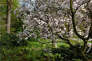 Gehölze im Garten – Zierpflanzen und Lebensraum für Tiere