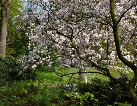 Gehölze im Garten – Zierpflanzen und Lebensraum für Tiere