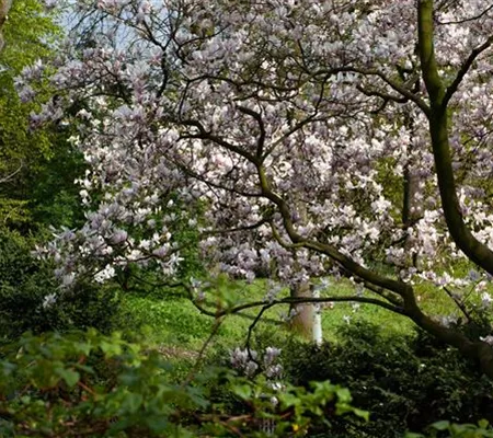 Gehölze im Garten – Zierpflanzen und Lebensraum für Tiere