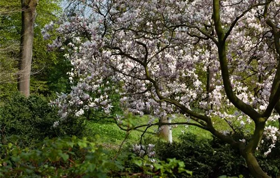 Gehölze im Garten – Zierpflanzen und Lebensraum für Tiere