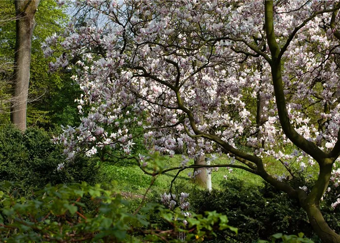 Gehölze im Garten – Zierpflanzen und Lebensraum für Tiere
