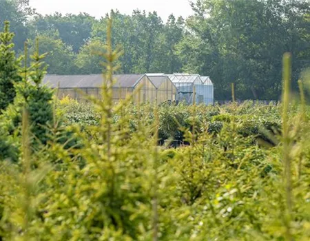 Gewächshäuser: für jeden Hobbygärtner gibt es das richtige