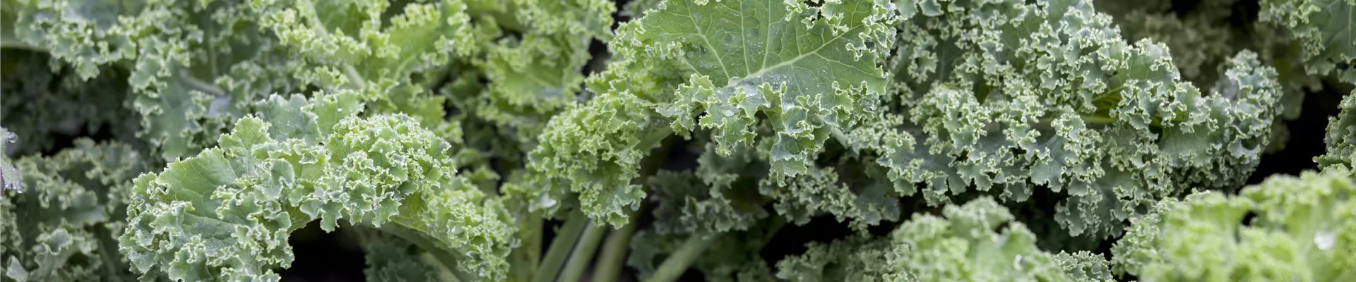 GS443427.jpg GS443427.jpg