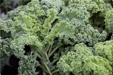 Leckeres Wintergemüse selber ziehen Leckeres Wintergemüse selber ziehen