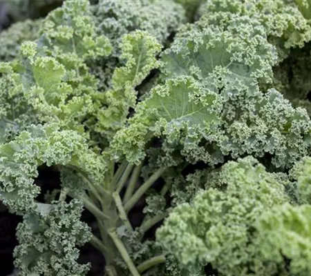 Leckeres Wintergemüse selber ziehen