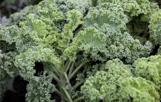 Leckeres Wintergemüse selber ziehen Leckeres Wintergemüse selber ziehen