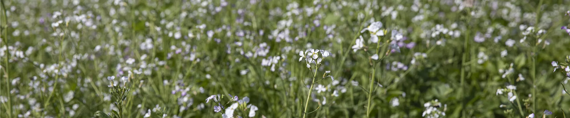 GS642960.jpg GS642960.jpg