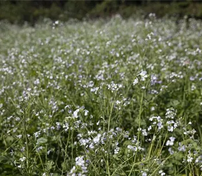 Gründünger – Wellness für ausgelaugten und beanspruchten Gartenboden Gründünger – Wellness für ausgelaugten und beanspruchten Gartenboden