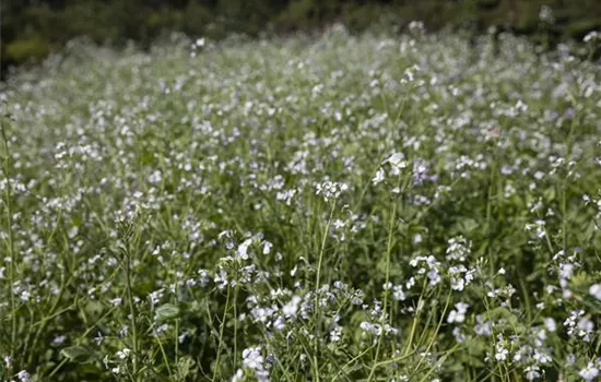 Gründünger – Wellness für ausgelaugten und beanspruchten Gartenboden Gründünger – Wellness für ausgelaugten und beanspruchten Gartenboden