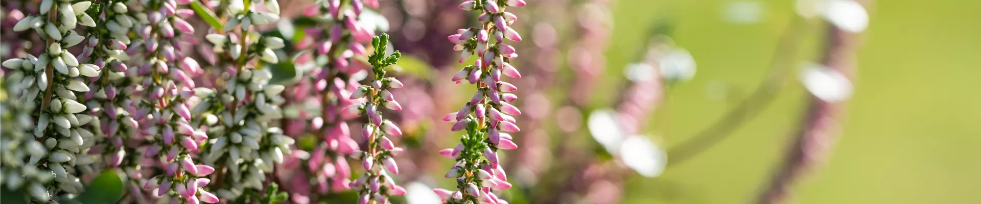 GS641425.jpg GS641425.jpg