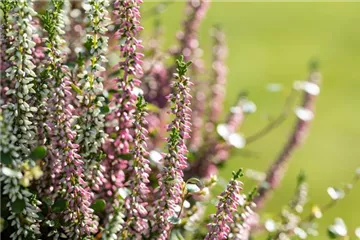 Heide im Herbst – eine leuchtende Schönheit, die oft verkannt wird