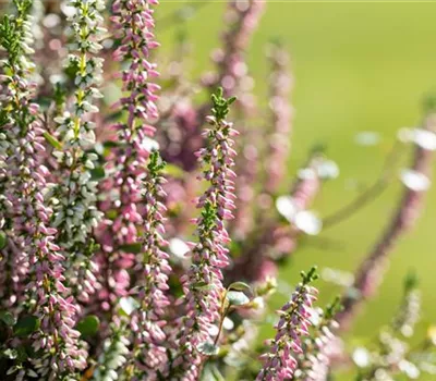 Heide im Herbst – eine leuchtende Schönheit, die oft verkannt wird Heide im Herbst – eine leuchtende Schönheit, die oft verkannt wird