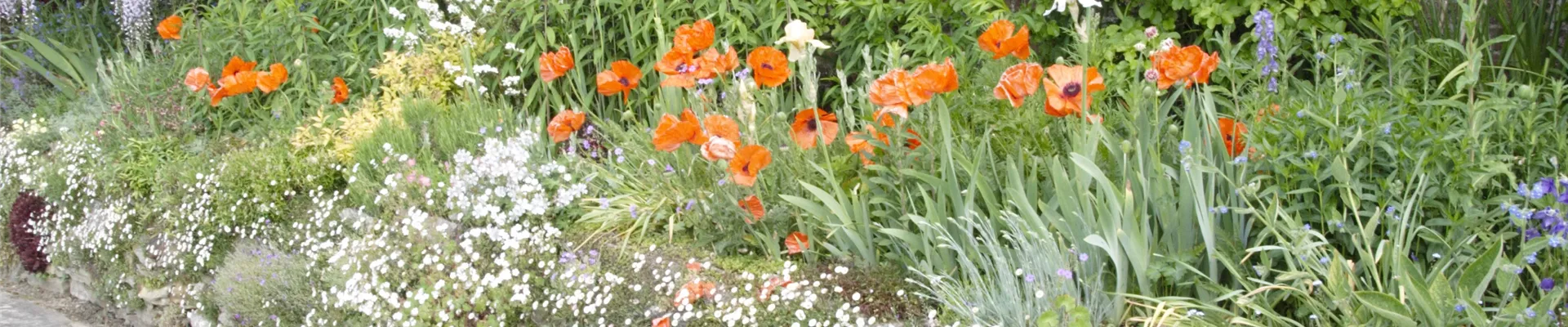 GS637066.jpg GS637066.jpg