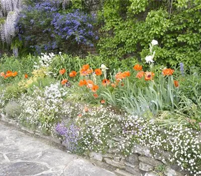 Stauden: die Stars im Beet, im Kübel und bei der Grabbepflanzung Stauden: die Stars im Beet, im Kübel und bei der Grabbepflanzung