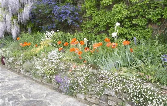 Stauden: die Stars im Beet, im Kübel und bei der Grabbepflanzung