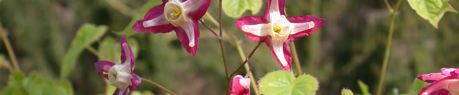 GS614094.jpg GS614094.jpg