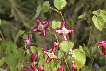 Wenig Pflege mit großer Wirkung: Großstauden im Garten