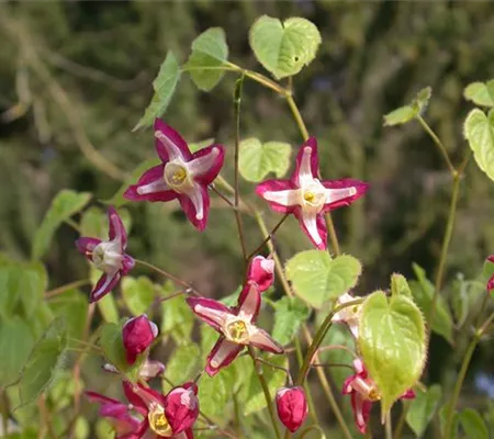 Wenig Pflege mit großer Wirkung: Großstauden im Garten
