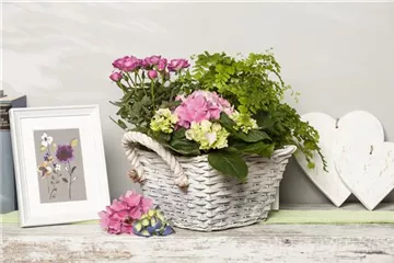 Die beliebtesten Zimmerpflanzen Die beliebtesten Zimmerpflanzen