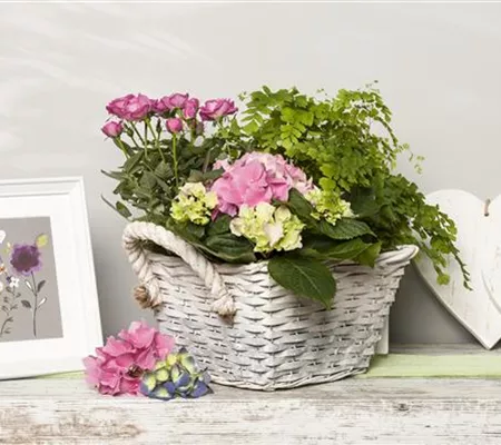 Die beliebtesten Zimmerpflanzen