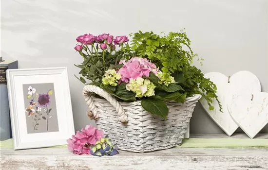 Die beliebtesten Zimmerpflanzen Die beliebtesten Zimmerpflanzen