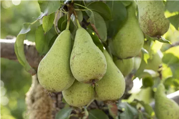 Zwerg- und Säulenobst – Früchte für den eigenen Garten