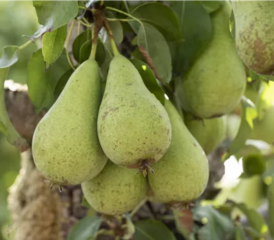 Zwerg- und Säulenobst – Früchte für den eigenen Garten Zwerg- und Säulenobst – Früchte für den eigenen Garten