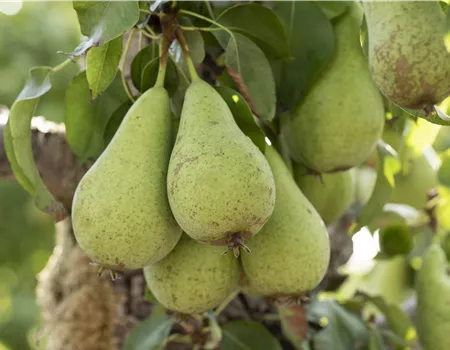 Zwerg- und Säulenobst – Früchte für den eigenen Garten