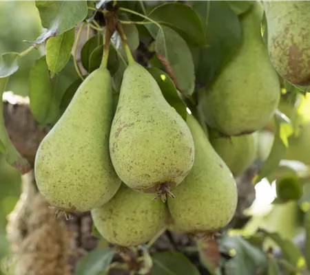 Zwerg- und Säulenobst – Früchte für den eigenen Garten
