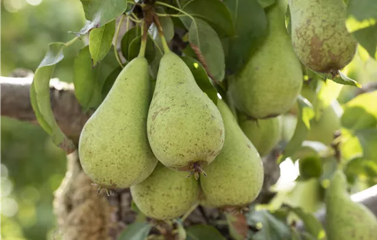 Zwerg- und Säulenobst – Früchte für den eigenen Garten
