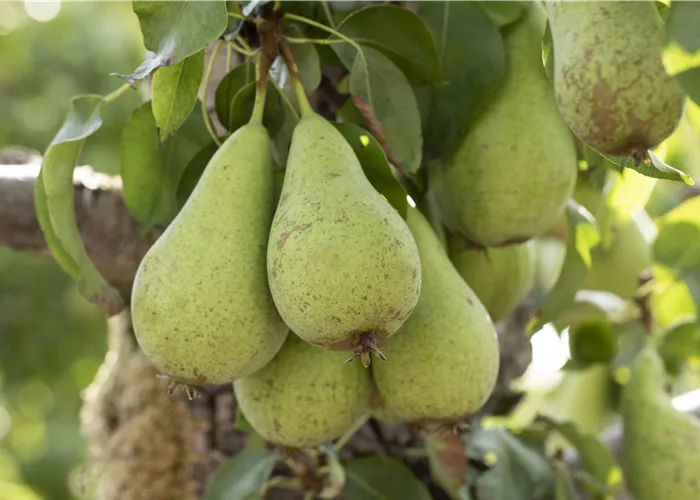 Zwerg- und Säulenobst – Früchte für den eigenen Garten