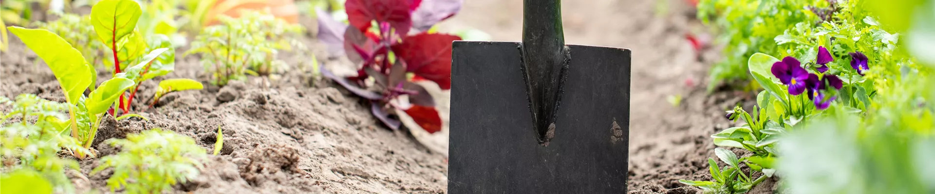 GS662788.jpg GS662788.jpg