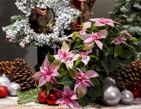 In der Adventszeit das Warten und die Vorbereitungen genießen